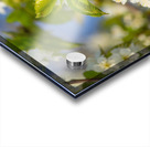 Soaring Blossoms Acrylic print