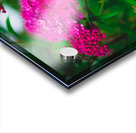 Mystical Meadowsweet Acrylic print