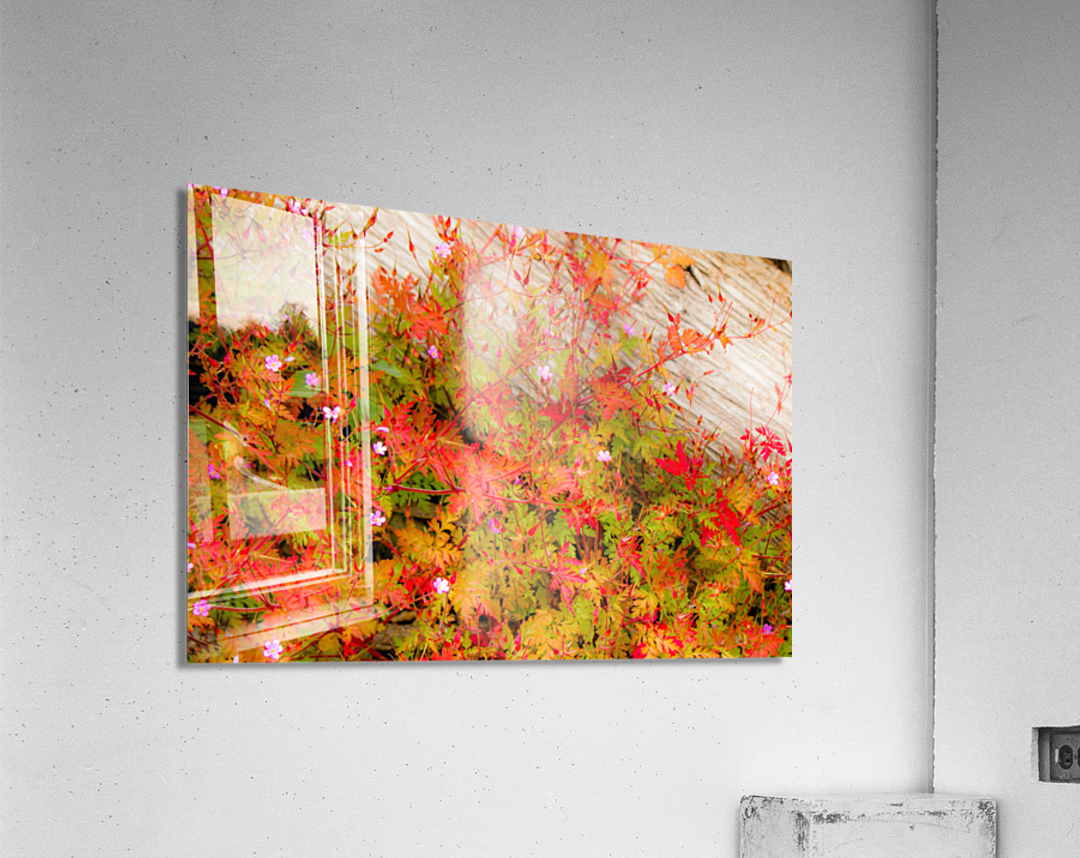 Joyful Geraniums Acrylic Print