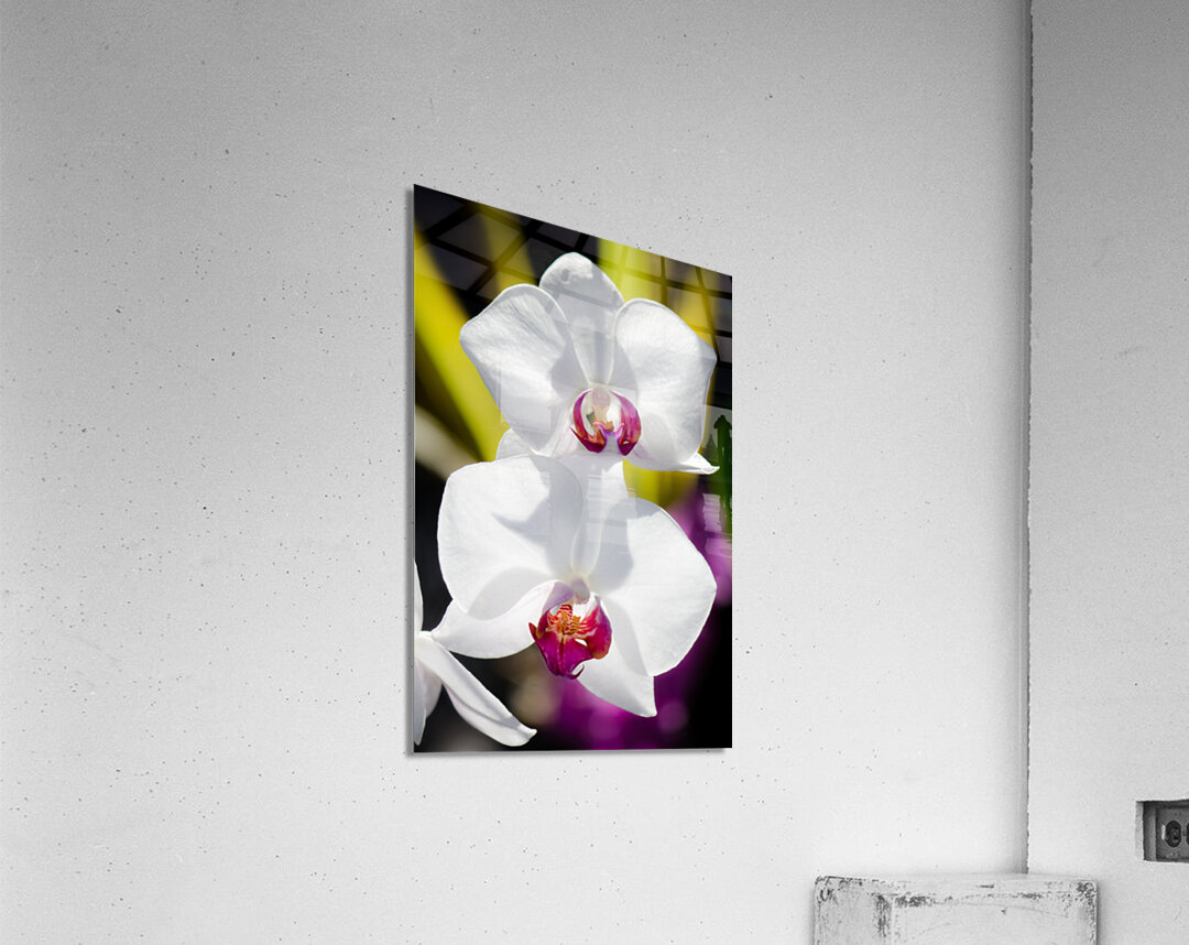 Smiling Moth Orchid Acrylic Print