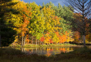 Fall in North Woods