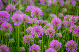 Serendipity Landscape