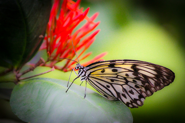 Paper Kite Dreams Print