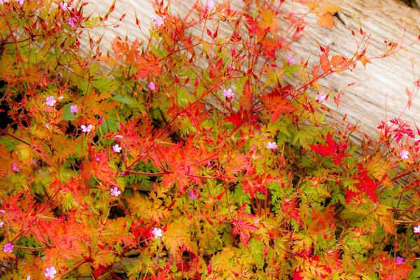 Joyful Geraniums Print