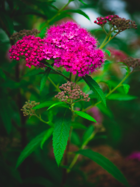 Mystical Meadowsweet Print