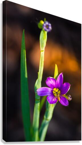 Blooms Friend Canvas Print