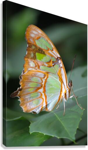 Belle Papillon Canvas Print