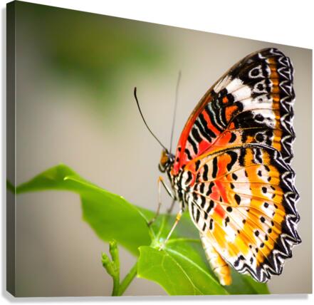 Lovely Lacewing Canvas Print