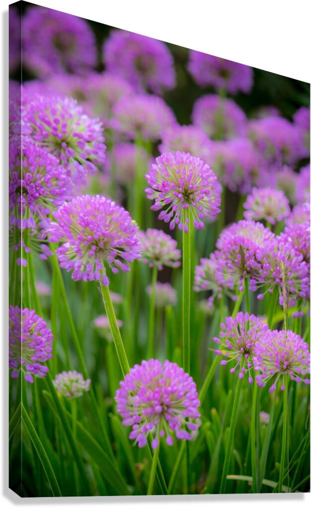 Serendipity Canvas Print