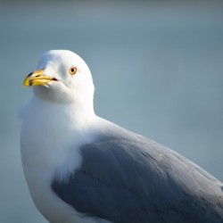 Seagull Sighting