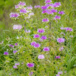 Wild Bergamot