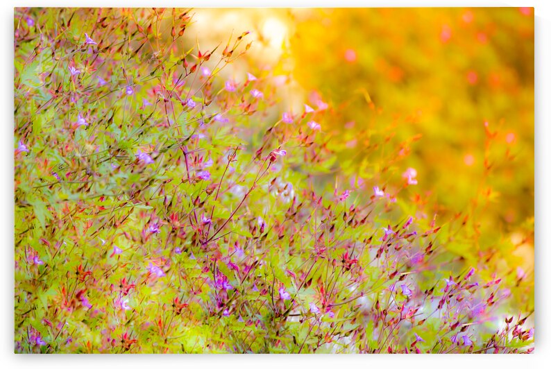 Sunset Meadow by Kinseys Captures