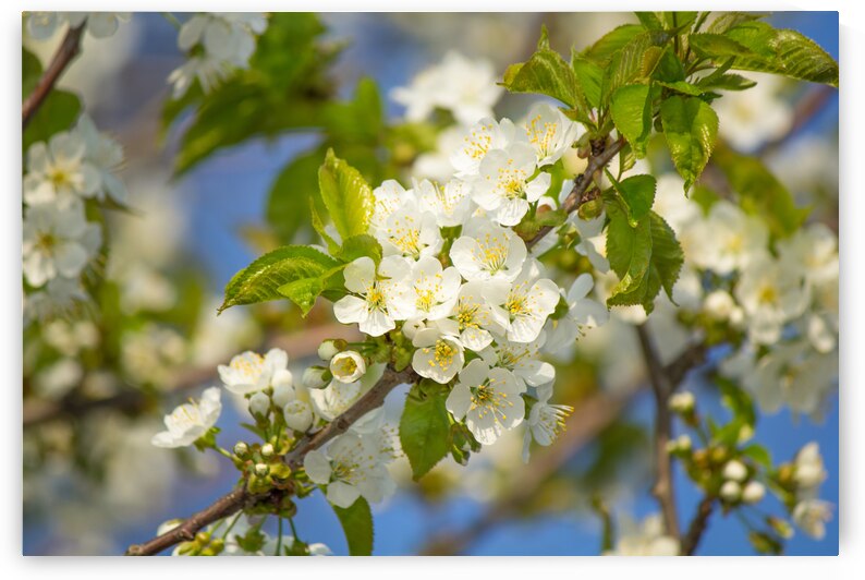 Soaring Blossoms by Kinseys Captures