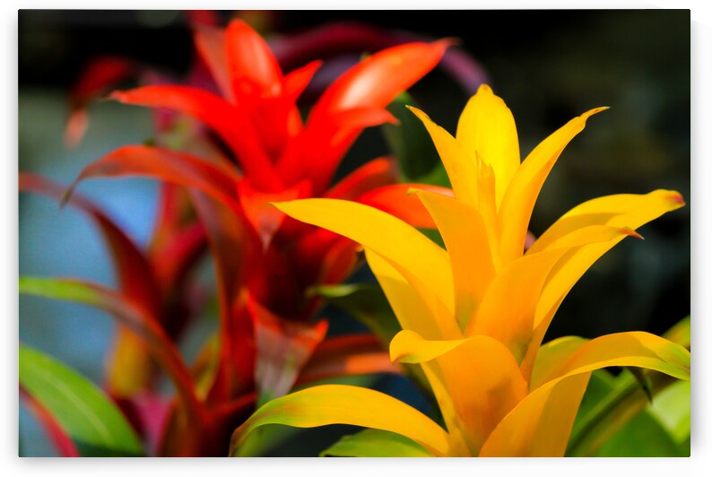 Vibrant Botanicals by Kinseys Captures