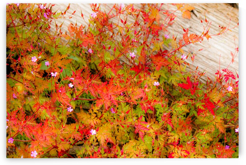 Joyful Geraniums by Kinseys Captures