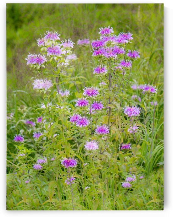 Wild Bergamot by Kinseys Captures