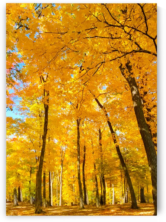 Fall Foliage by Kinseys Captures