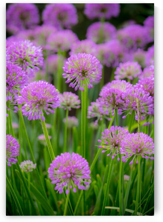 Serendipity by Kinseys Captures