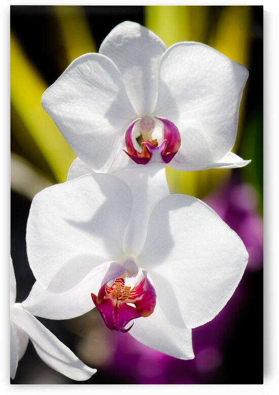 Smiling Moth Orchid by Kinseys Captures