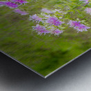 Wild Bergamot Metal print