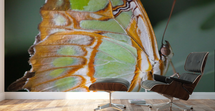 Belle Papillon Wall Murals