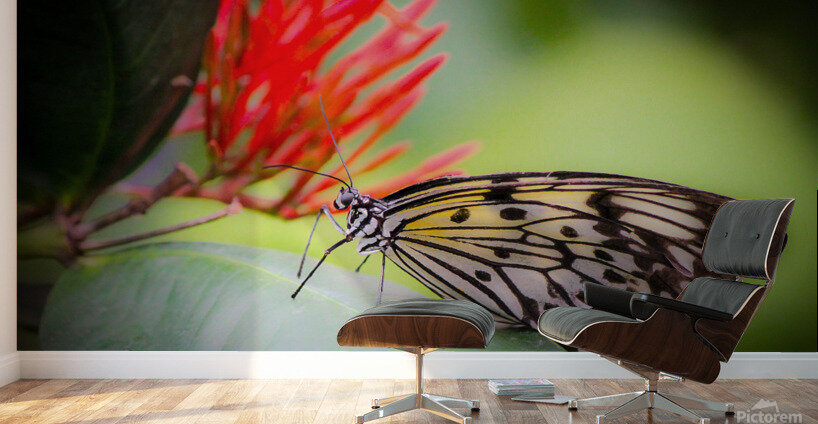 Paper Kite Dreams Wall Murals