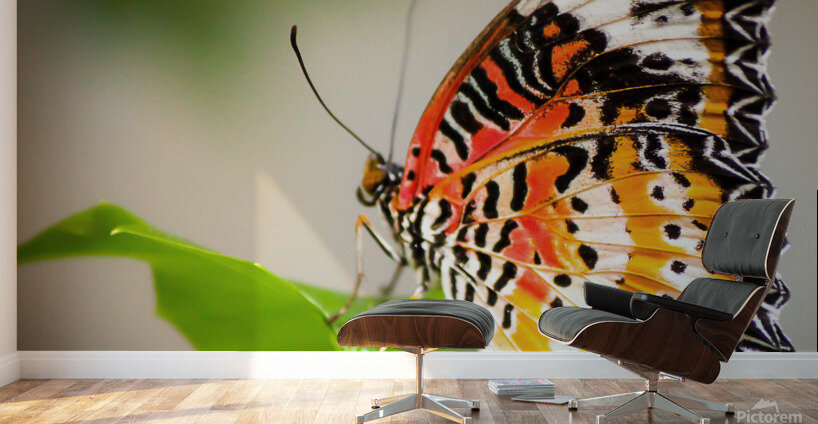 Lovely Lacewing Wall Murals