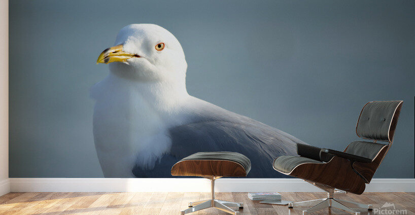 Seagull Sighting Wall Murals
