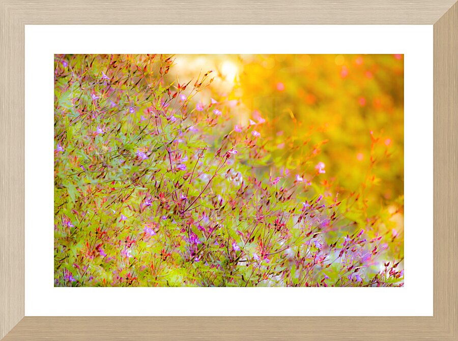 Sunset Meadow Picture Frame print