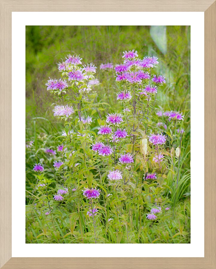 Wild Bergamot Picture Frame print