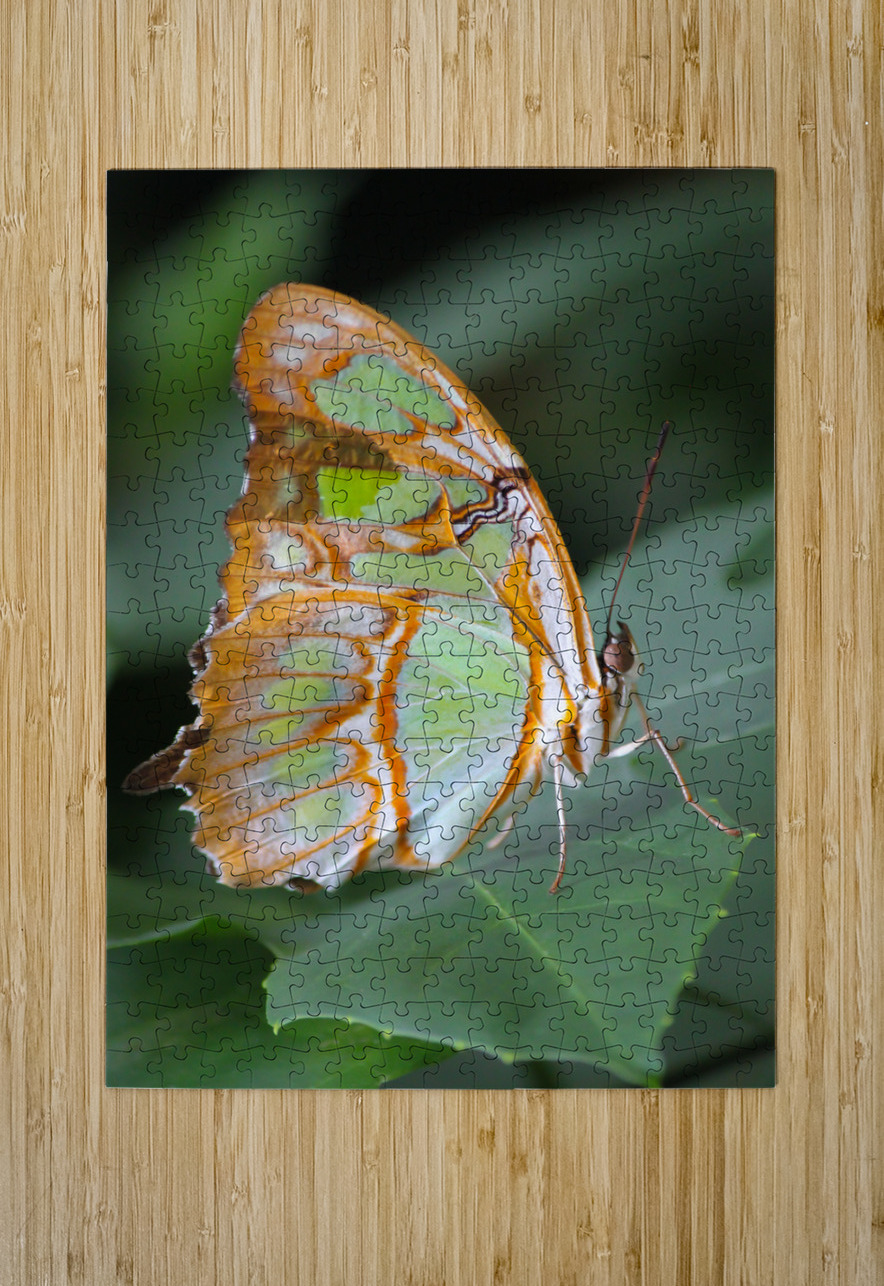 Belle Papillon Kinseys Captures Puzzle printing