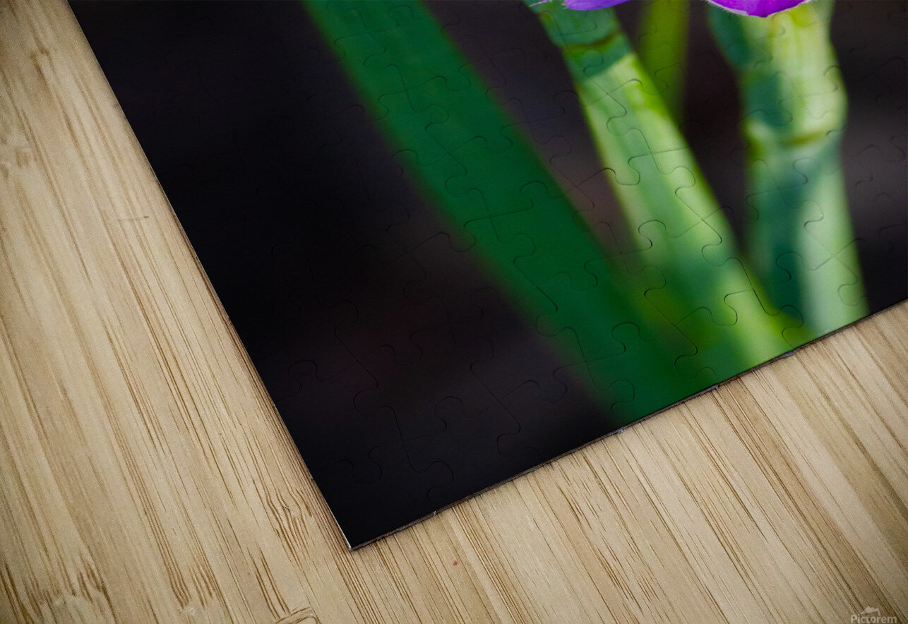 Blooms Friend Kinseys Captures Puzzle