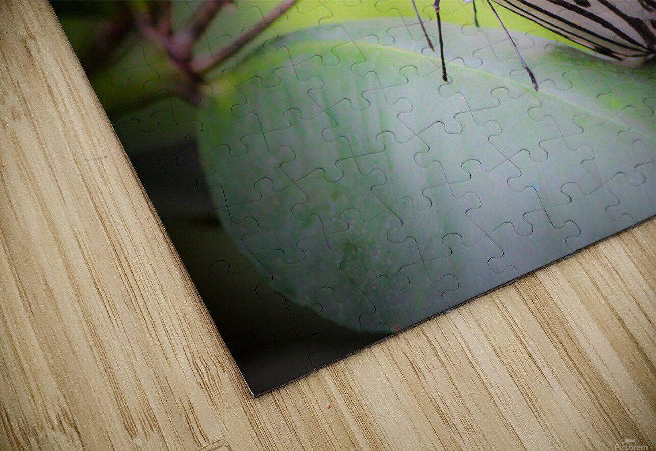 Paper Kite Dreams Kinseys Captures Puzzle