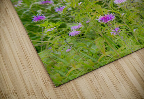 Wild Bergamot Kinseys Captures puzzle