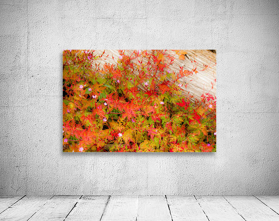 Joyful Geraniums Wall Preview