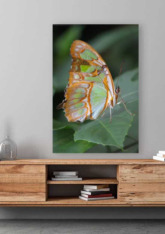 Belle Papillon by Kinseys Captures