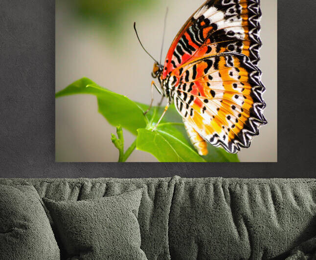 Lovely Lacewing by Kinseys Captures