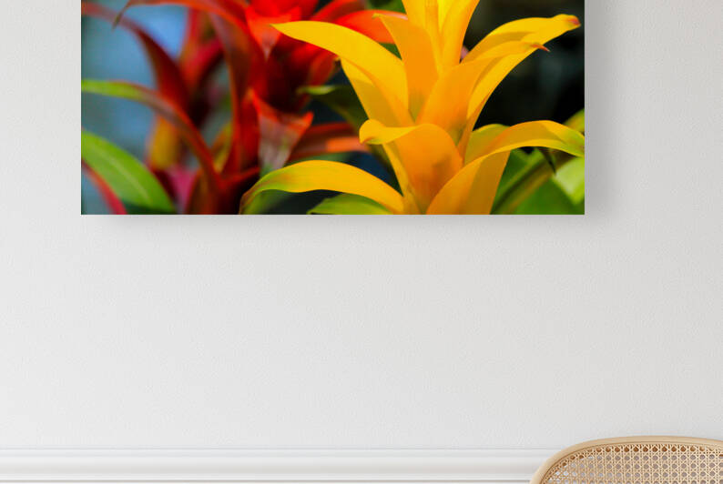 Vibrant Botanicals by Kinseys Captures