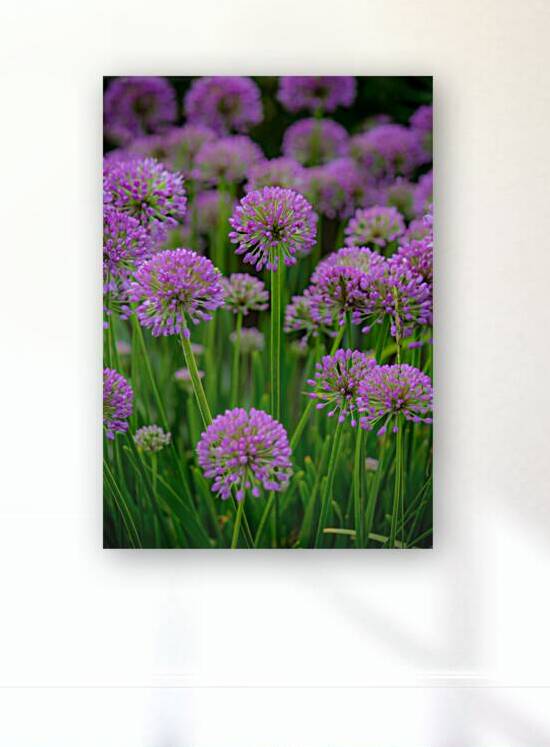 Serendipity by Kinseys Captures