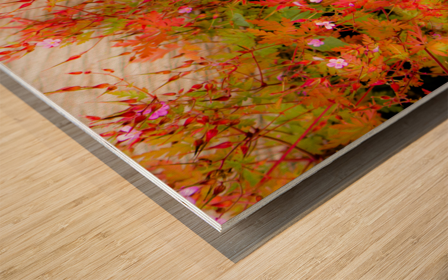 Joyful Geraniums Wood print