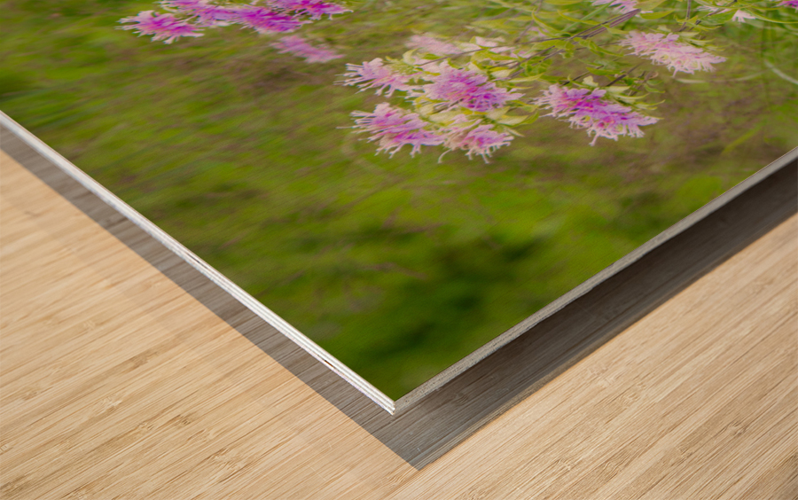 Wild Bergamot Wood print