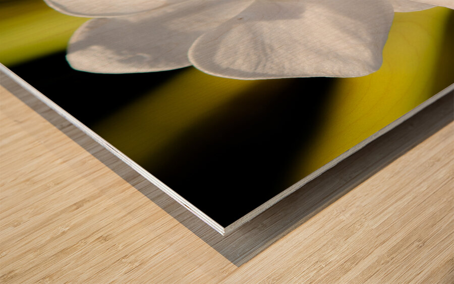 Smiling Moth Orchid Wood print